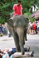 Thai Elephant Handler, Rose Garden Cultural Centre, Bangkok